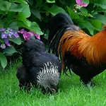 住宿加早餐酒店 De Turfstaeker Ospel