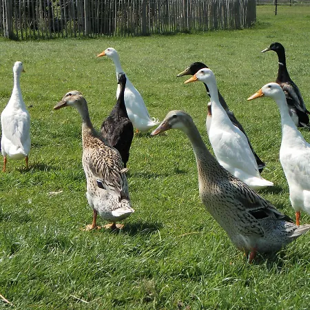 De Turfstaeker Bed and Breakfast