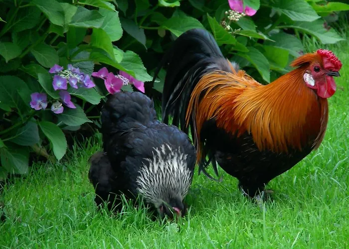 住宿加早餐酒店 De Turfstaeker Ospel