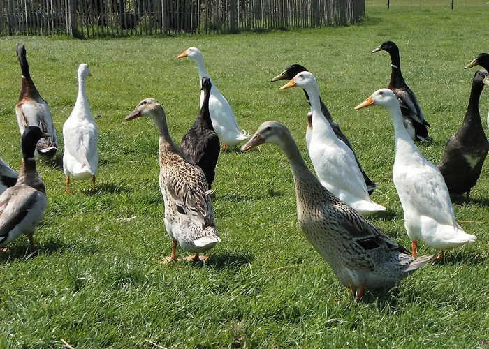De Turfstaeker 住宿加早餐酒店